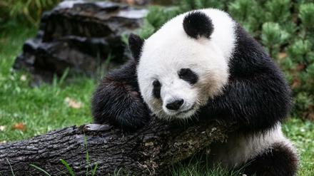 Pandabärin Meng-Meng sitzt in ihrem Gehege im Zoo.