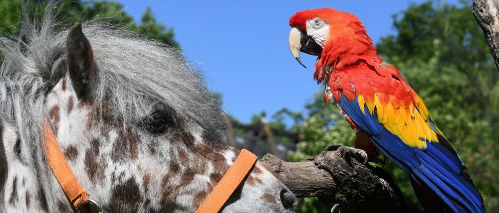 Der aus einem Pippi-Langstrumpf-Film bekannte Ara-Papagei «Rosalinda» im Zoo Karlsruhe wurde 50 Jahre alt. 