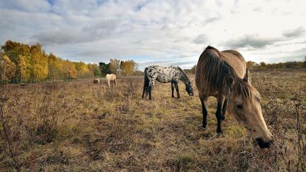 Pferde weiden auf der Fläche der ehemaligen Parks Range, einem US-Truppenübungsplatz.