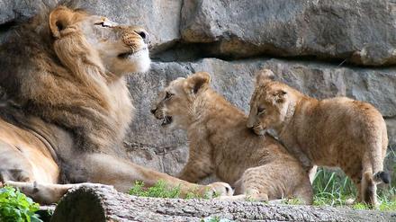 Die beiden Löwenbabys Iringa und Bomani wurden nicht mal ein Jahr alt.
