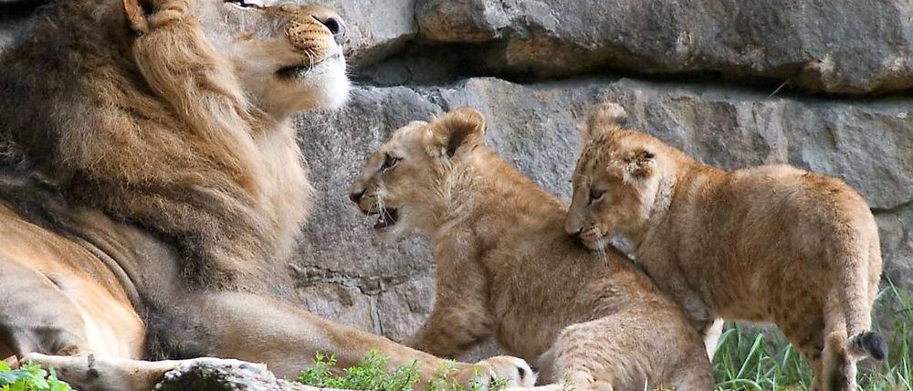 Die beiden Löwenbabys Iringa und Bomani wurden nicht mal ein Jahr alt.