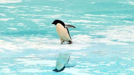 Er mag es kühl und wenn sie es auch kühl mögen, sollten Sie ihn besuchen: Den Pinguin. 