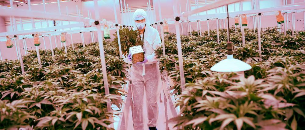 Für Cannabis-Heilpflanzen gibt es eigene Plantagen, hier in den Niederlanden.