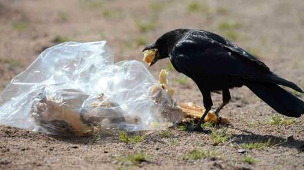 Auch Vögel verwenden Plastik zum Bau ihrer Nester.