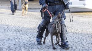 Schutzhund: Stachelhalsbänder, mit denen die Tiere unter Kontrolle gebracht werden sollen, sind seit einem Jahr verboten.
