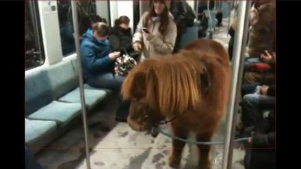 Die Berliner nehmen's gelassen: Ein Pony in der S-Bahn.