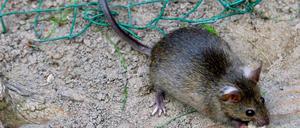Ist eine Ratte schuld? In der Nacht zu Dienstag kam es in Tempelhof zu einem zweieinhalbstündigen Stromausfall. In der betroffenen Netzstation wurde tote Ratte gefunden.