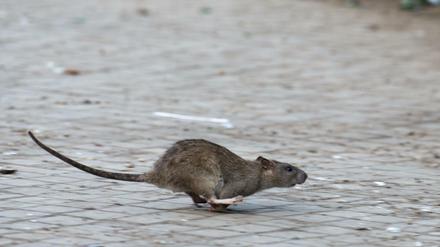 Ratten vermehren sich vor allem dort, wo sie viel zu fressen finden.