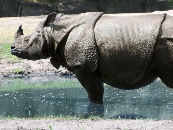Ein Rhinozeros im Tierpark.