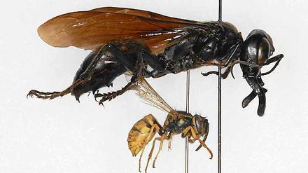 Ein ganz schöner Wummer. Zum Glück lebt die Garuda-Wespe im fernen Indonesien