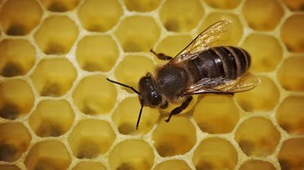 Eine Biene läuft in einem Bienenstock über die mit Honig gefüllten Waben. 
