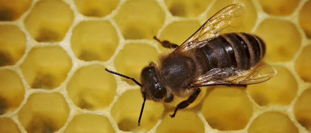 Eine Biene läuft in einem Bienenstock über die mit Honig gefüllten Waben. 