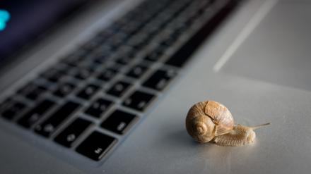 Eine Schnecke krabbelt über einen Laptop.