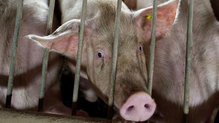 Es wird eng im Stall. Schweinezüchter und Mastbetriebe in Brandenburg werden ihr Vieh nicht mehr los.
