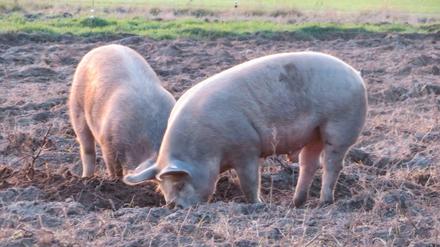 Die Rüssel der Schweine sind sensible Organe, mit denen sie Nährstoffe aufspüren können.