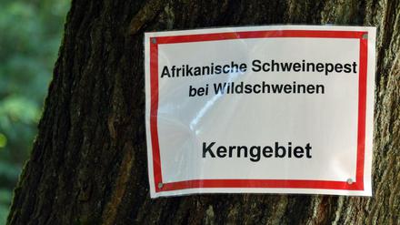 In Brandenburg gibt es mittlerweile 20 bestätigte Fälle der Afrikanischen Schweinepest.