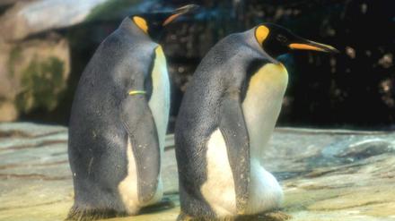 Vielleicht bald stolze Eltern? Das Pinguinpaar Skipper und Ping. 