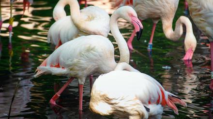 Der Flamingo Ingo ist mit 71 Jahren das älteste Tier des Zoo Berlin.
