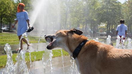 Ein Hundeleben. Dieses Tier erfrischt sich an Wasserspielen im Berliner Regierungsviertel.