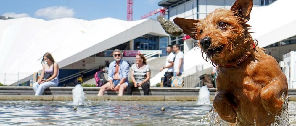 Die Hitze war am Wochenende auch in Berlin zu spüren. Ein Hund namens Coco springt im Brunnen unterhalb des Fernsehturms einem Stein hinterher.