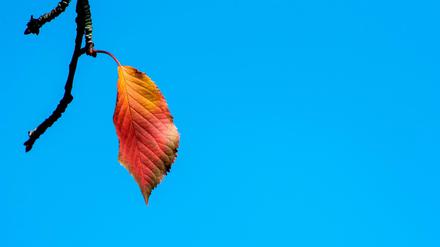 Golden und warm ist der Herbst: Beste Voraussetzung für einen Aufstieg im Glücksatlas.