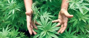 Die Grünen wollen die Gründung eines Landesunternehmens prüfen, das sich um Cannabis-Anbauflächen und Ernteabläufe kümmern soll.