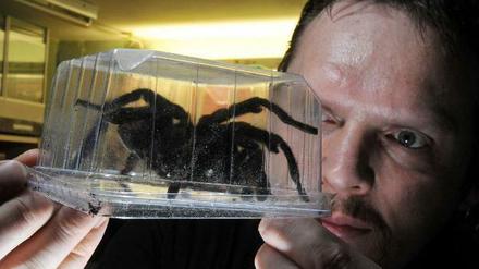 "Meine Spinnen würden in deinem Zimmer wohnen": Viele WG-Zimmer sind an unaktzeptable Bedingungen geknüpft.