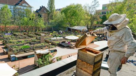 Bienen für Berlin. Hobbyimker Matthias Krümmel pflegt auf dem Dach vom Gemeinschaftsgarten Himmelbeet in Wedding seine Bienenvölker.