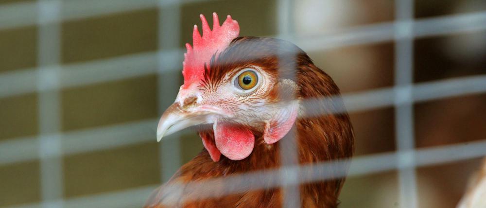 Hühner waren vom tödlichen Vogelgrippe-Virus besonders stark betroffen.
