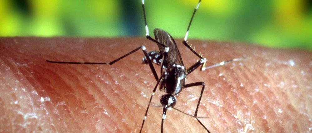 Eine Stechmücke "Anopheles quadrimaculatus", die Malaria übertragen kann.