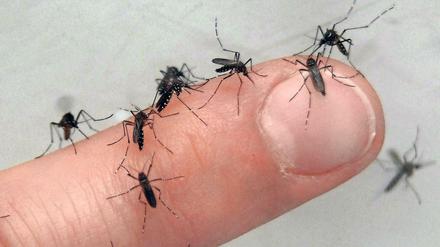 Das ist ein Überfall. Die Mücken vermehren sich wie seit Jahren nicht mehr.