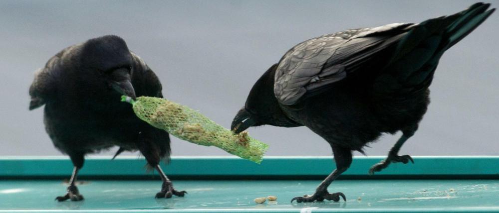 Zwei Krähen streiten um ein Netz mit Vogelfutter. Symbolbild. 