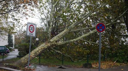 Ein durch das Sturmtief Herwart entwurzelter Baum liegt in Berlin an der Paulsborner Straße. 