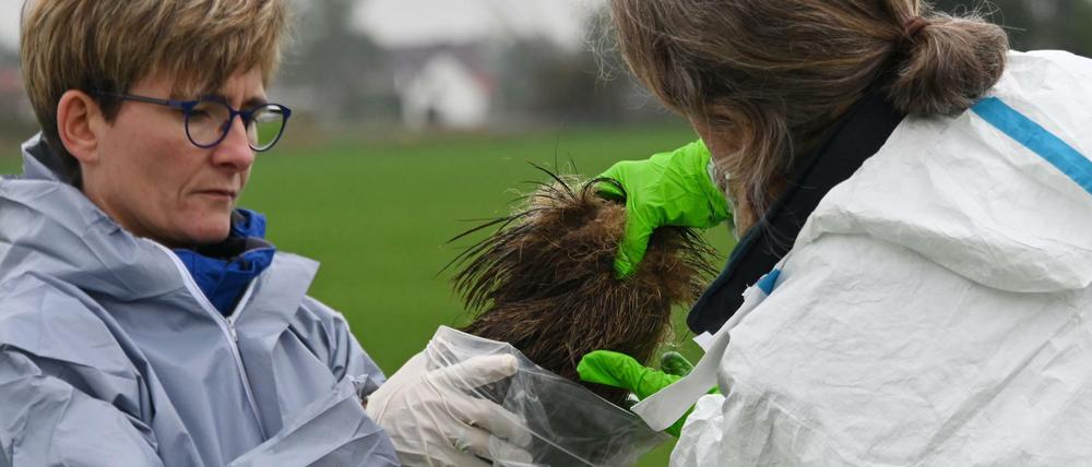 Veterinärmediziner sichern im Kerngebiet der Afrikanischen Schweinepest den Fund eines Wildschweinkadavers in Märkisch-Oderland . 
