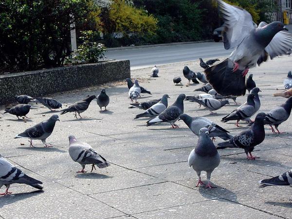Tauben versammeln sich oft dort, wo sie gefüttert werden.