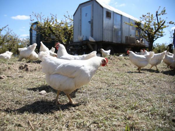 Mobiles Zuhause. Die glücklichen Hühner vom Biohof. Dahinter ihr Stall auf Rädern. 