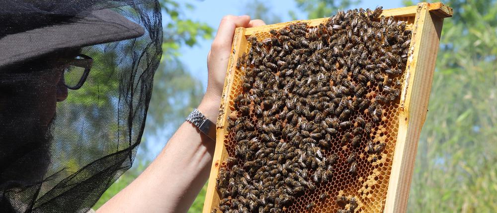 Besondere Beziehung: ein Imker mit seinen Bienen.