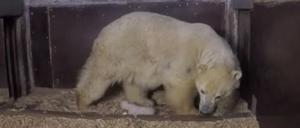 Auf vorsichtigen Tatzen. Eisbärin Tonja und ihr Junges im Berliner Tierpark.