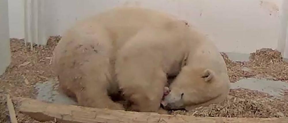 enDas kleine rosafarbene Etwas vor Mutter Tonjas Schnauze ist der Kopf des kleinen Eisbären, der in der Nacht zu Donnerstag im Tierpark Berlin geboren wurde.