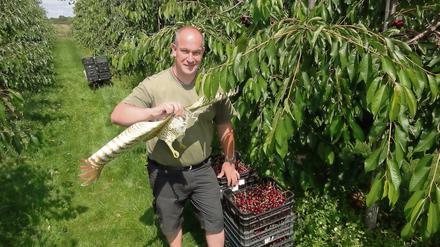 Kampf den Kirschendieben! Mit Drachen, die Raubvögeln gleichen, hält Obstbaumeister Stefan Lindicke mit Erfolg hungrige Starenschwärme von seinen Plantagen fern. 