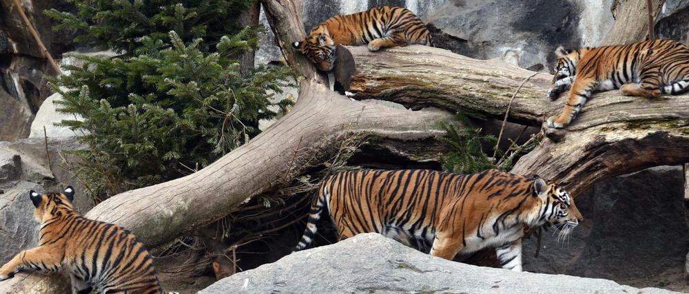 Die Sumatra-Tiger-Vierlinge mit ihrer Mama Mayang im Tierpark in Berlin-Friedrichsfelde.