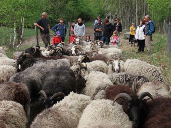 Ab jetzt wird gemäht - Ankunft der Schafe im Biesenhorster Sand.