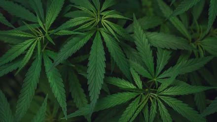 Bei dem Zufallsfund in Karow stellten die Polizeibeamten 73 Cannabispflanzen sicher.