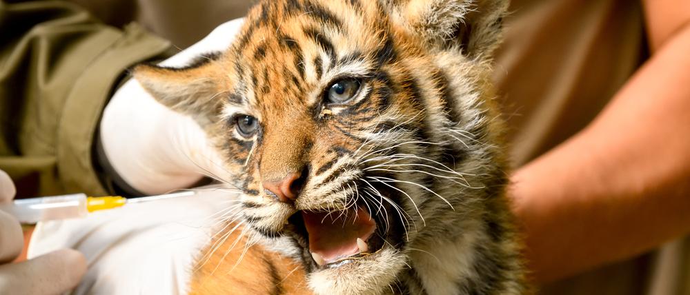 Autsch. Nur eine Impfung: Einer der acht Wochen alten Tiger-Vierlinge im Tierpark Berlin