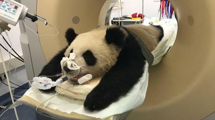In die Röhre: Panda Pit wird im CT durchgecheckt.