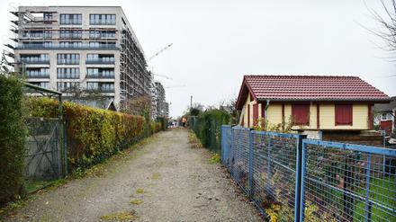 Kleingärten und Wohnungsbau könnten sich in Zukunft in Berlin immer häufiger in die Quere kommen.