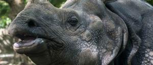 Panzernashorn Narayani (31) wohnt nun mit Mitbewohnerin Jhansi (29) im Zoo Dierenerijk in den Niederlanden.