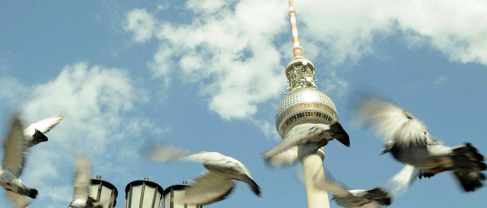 Tauben fliegen vor dem Fernsehturm in Berlin.