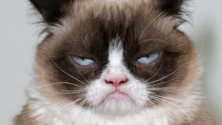 Positives Denken hat bisher weder Kriege noch Pandemien beendet. Grumpy Cat hingegen wurde mit schlechter Laune weltberühmt.