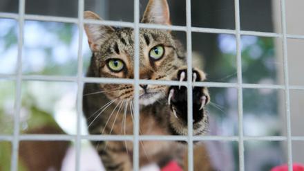 Eine Katze schaut durch die Gitterstäbe am Katzenzwinger im Tierheim Berlin. Das Tierheim ist in den Sommerferien und mit dem Ende der Homeoffice-Regelung fast schon am Rand seiner Kapazität.